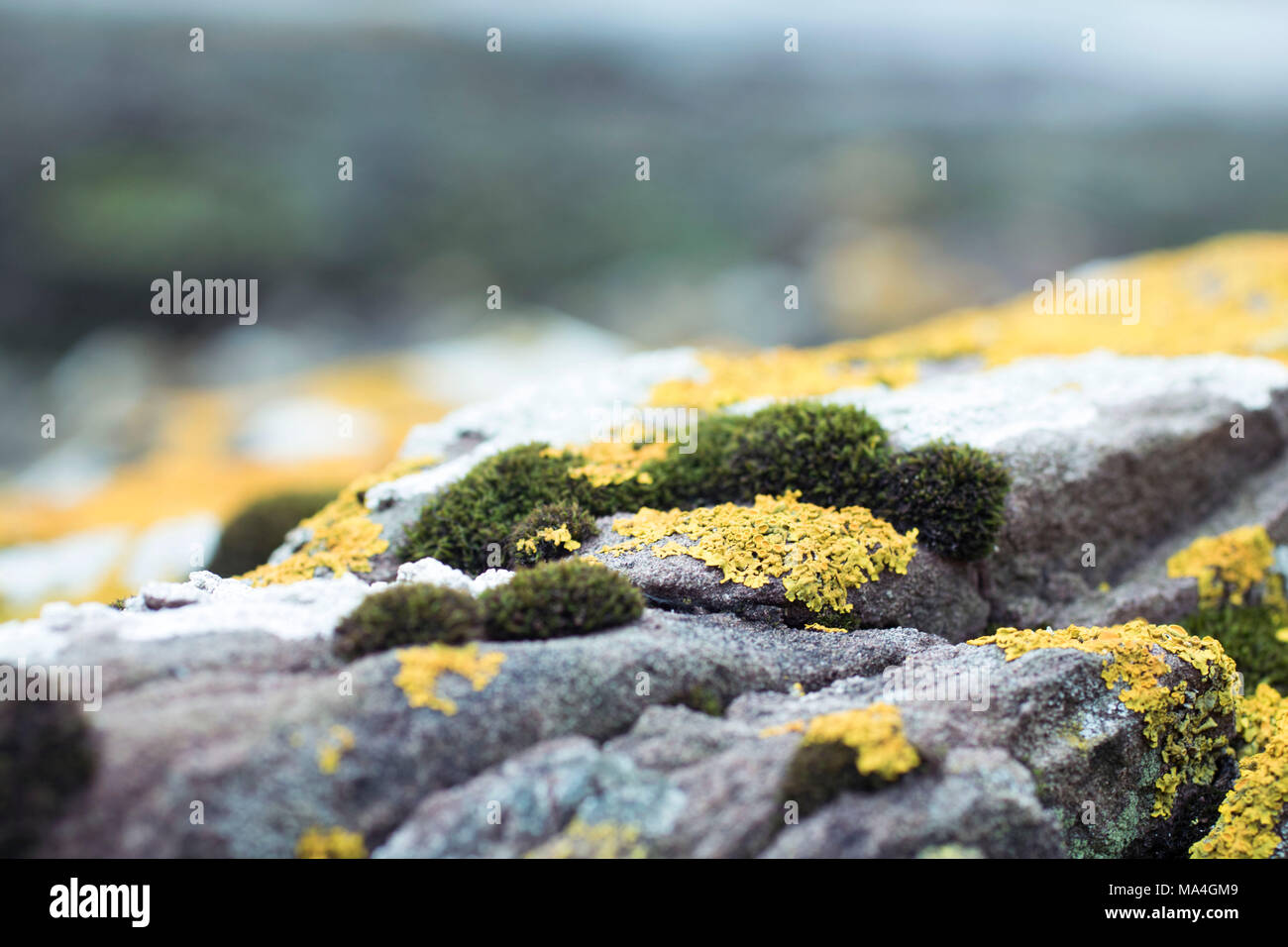Meer Felsen bedeckt in Flechten, Moos, Algen, Nahaufnahme, Fotografie, Hintergrund, grüne und gelbe Töne Stockfoto