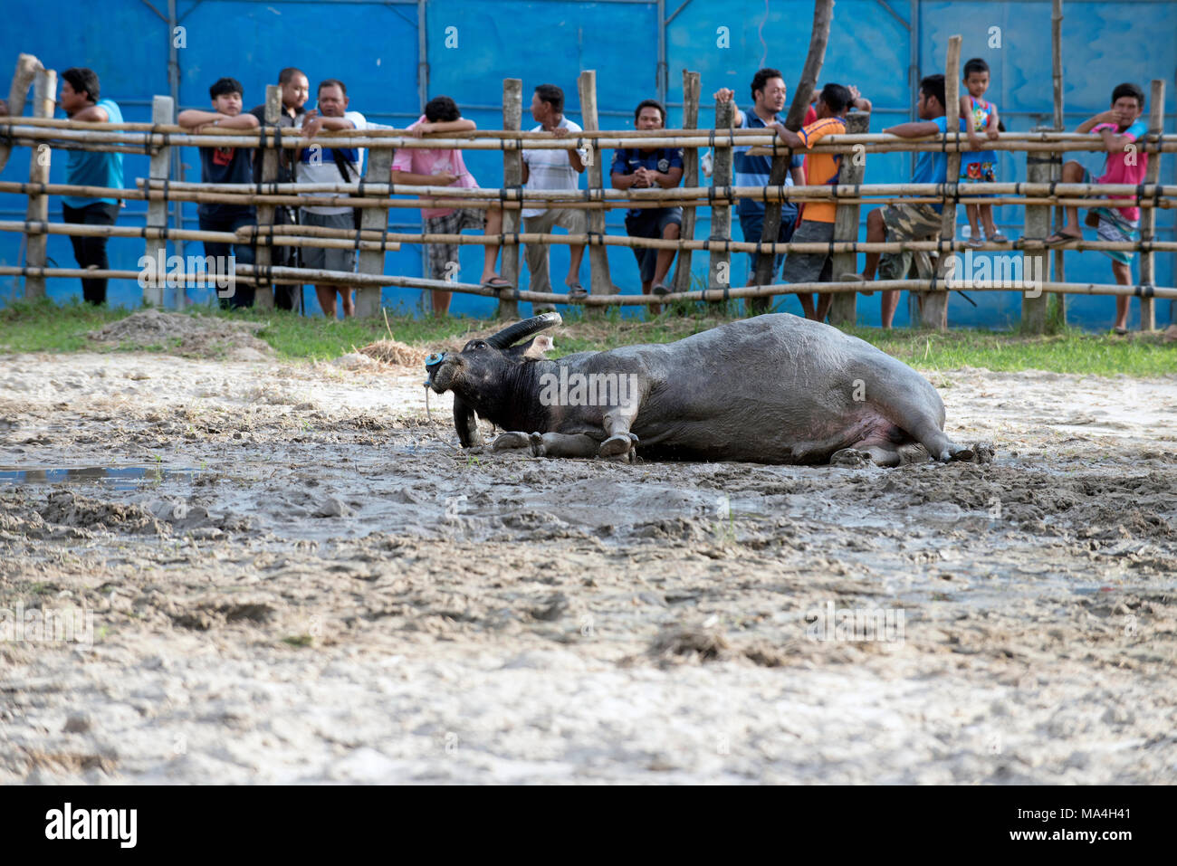 Thailand, kämpfenden Büffel (Bubalus bubalis"), die Vorbereitung vor dem Kampf, bull Rollen in den Mut Stockfoto
