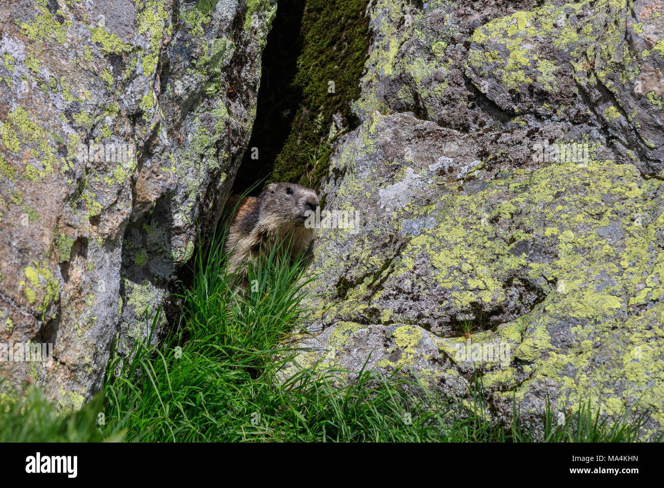 Alpine Murmeltier (Marmota marmota) im Gras. Die französischen Alpen Stockfoto