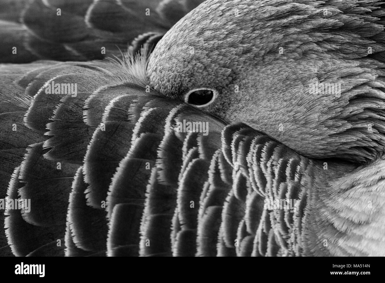 Closeup Gans Stockfoto