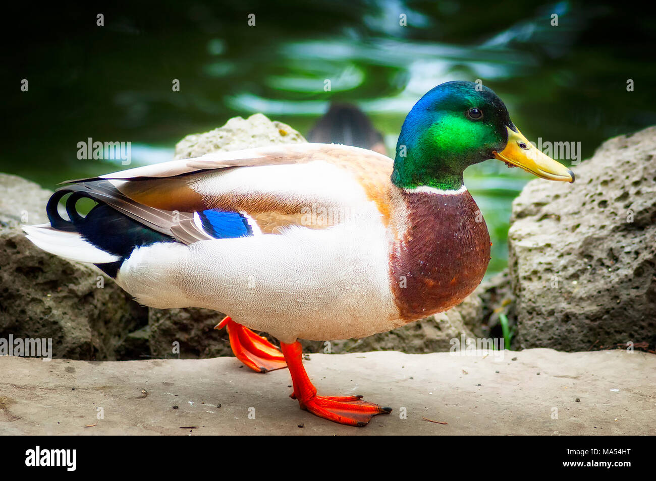 Stockente Stockfoto