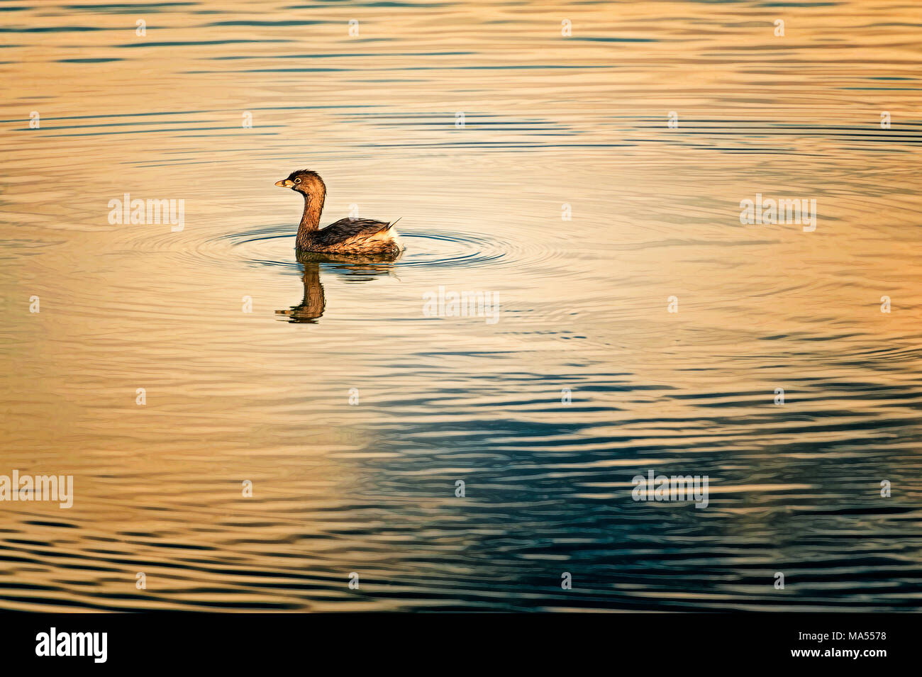 Ein Baby goose schwimmt in einem Teich in dieser minimalistischen Foto mit Copyspace. Stockfoto