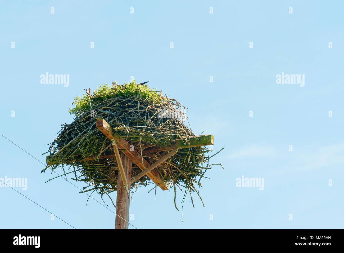 Ein paar Opry baute eine weiter auf einem Strommast. Stockfoto