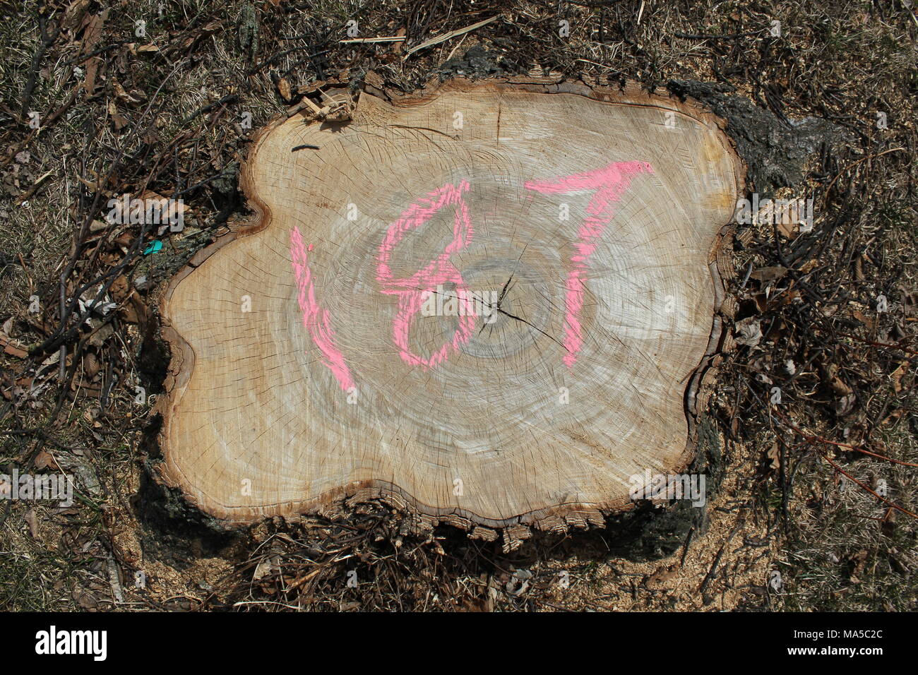 Frisch Stamm einer gesunden schönen Baum mit der Nummer 187 auf der neu sichtbaren Jahrringe mit Kreide geschrieben. Stockfoto