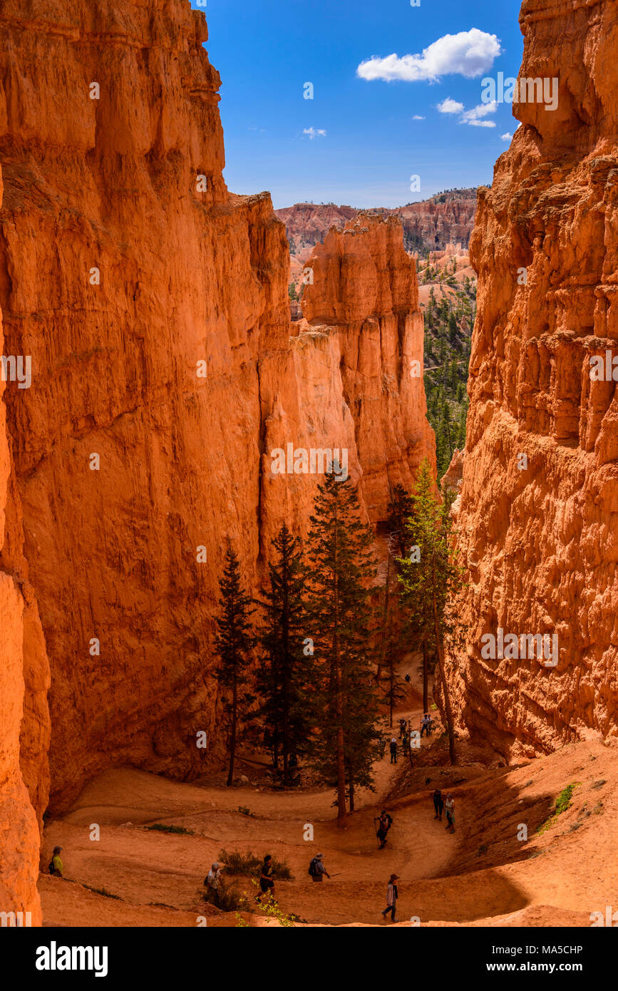 USA, Utah, Garfield County, Bryce Canyon National Park, Canyon auf der Navajo Loop Trail Stockfoto