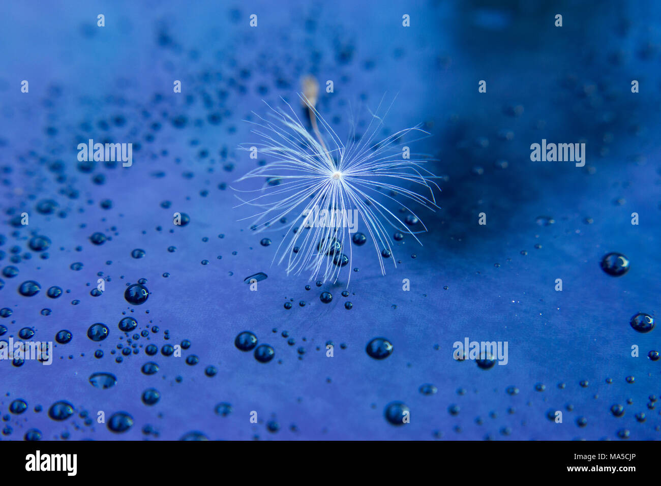 Saatgut von Löwenzahn nach dem Regen mit Tropfen auf dem Glas in Blau. Im Glas ist die Reflexion des Samens. Stockfoto