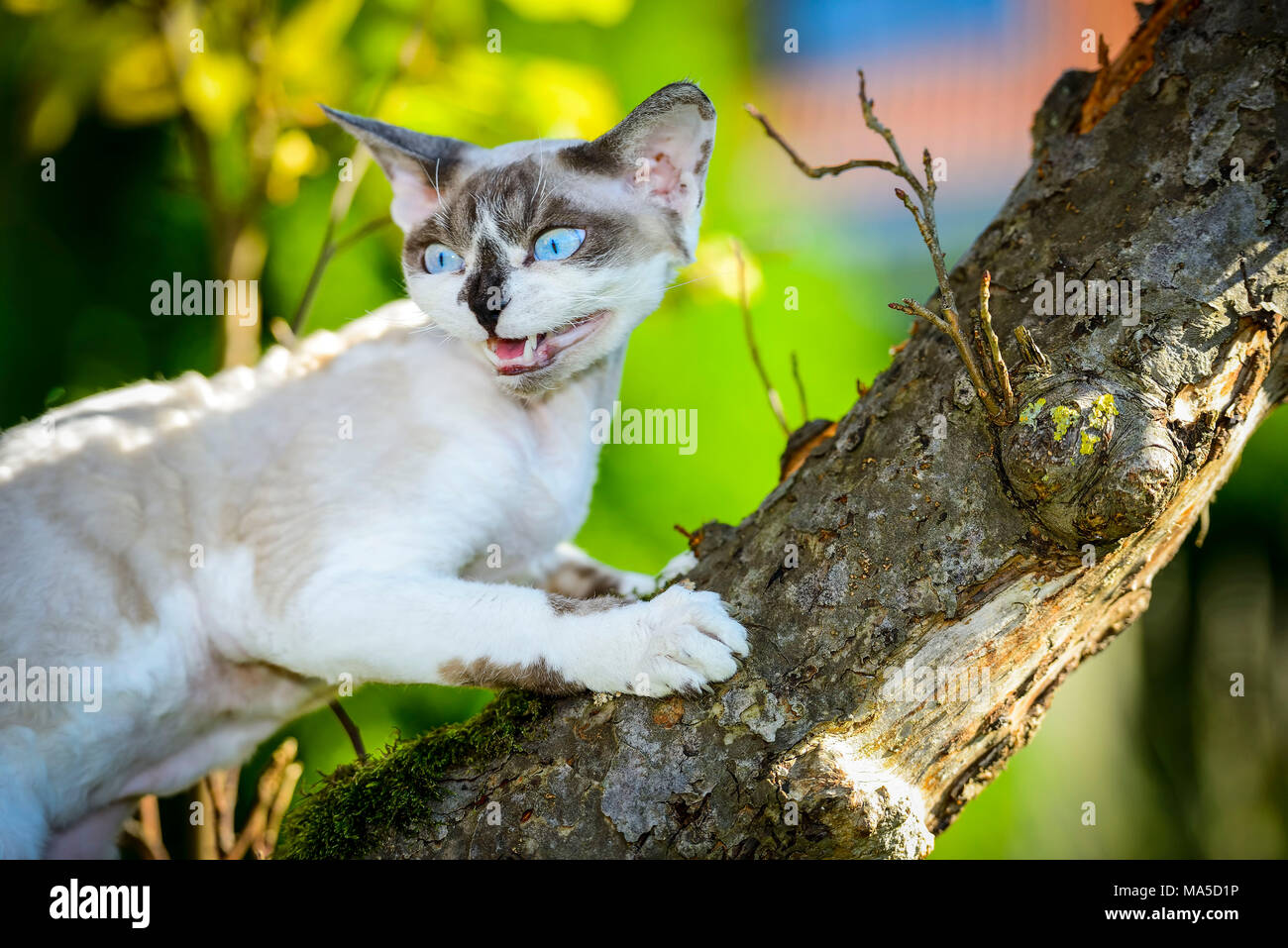 Reinrassige Katze Devon Rex, Felis catus Stockfoto