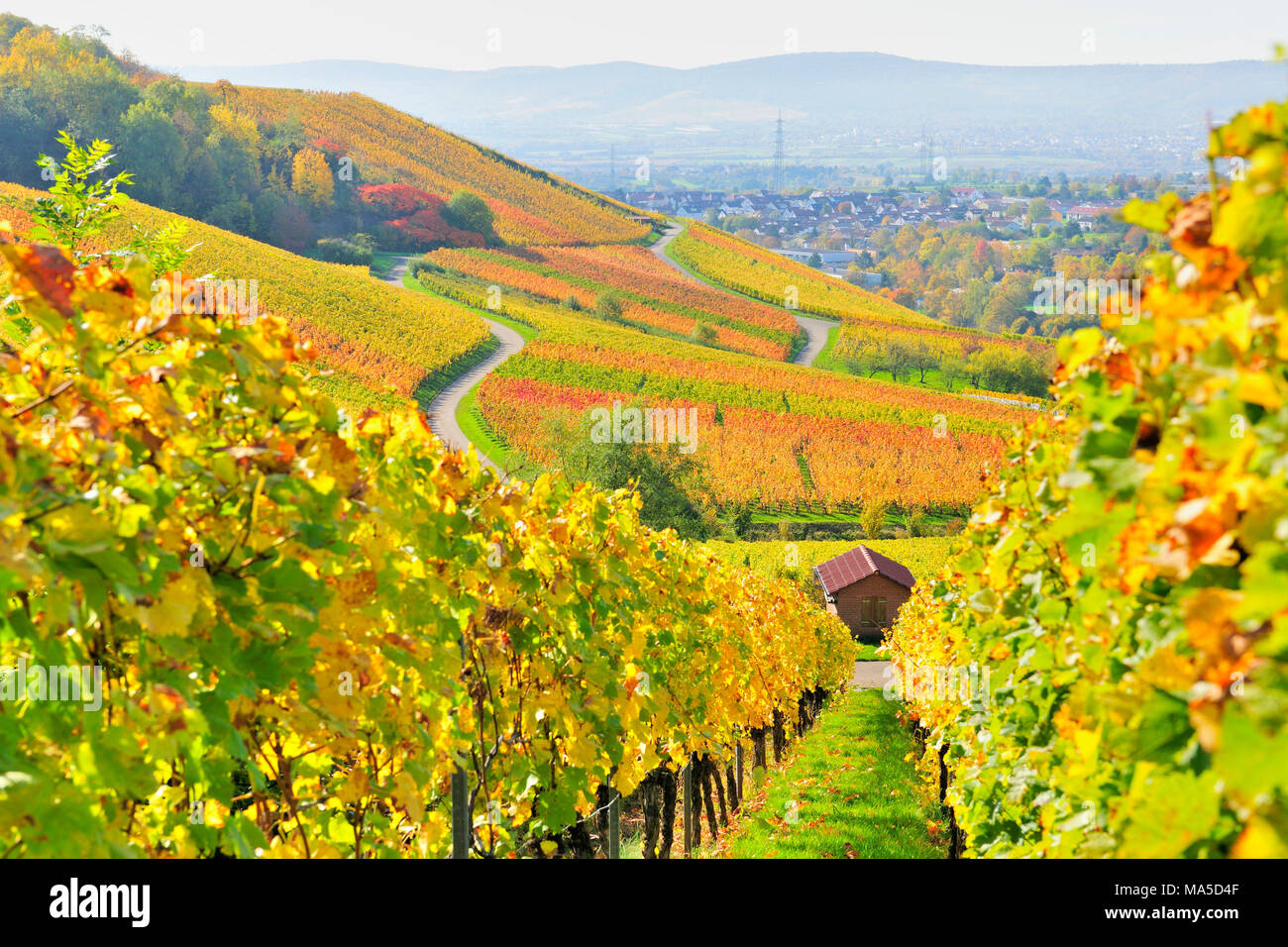 Germany autumn vineyards wine Fotos und Bildmaterial in hoher Auflösung Alamy