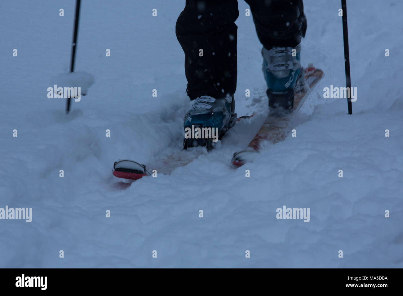 Skitourengeher im Schnee, Detail, Lenggries, Bayerischen Voralpen, Bayern, Deutschland Stockfoto