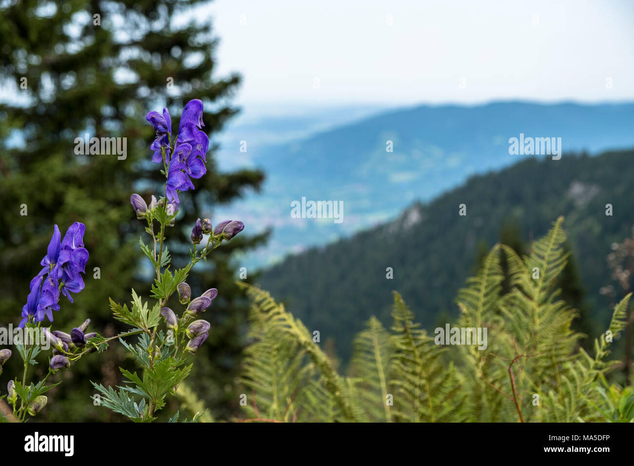 Deutschland, Bayern, Bayerische Voralpen, Lenggries, alpine Flora an der Kreuzung vom Brauneck zur Benediktenwand (Berg) Stockfoto