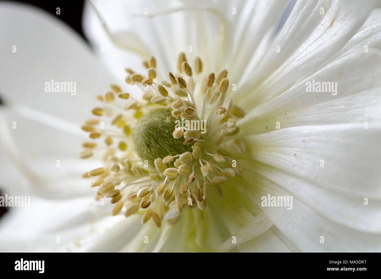 Schöne weiße Anemonen, Nahaufnahme, Makro, Frühling Blumen. Stockfoto