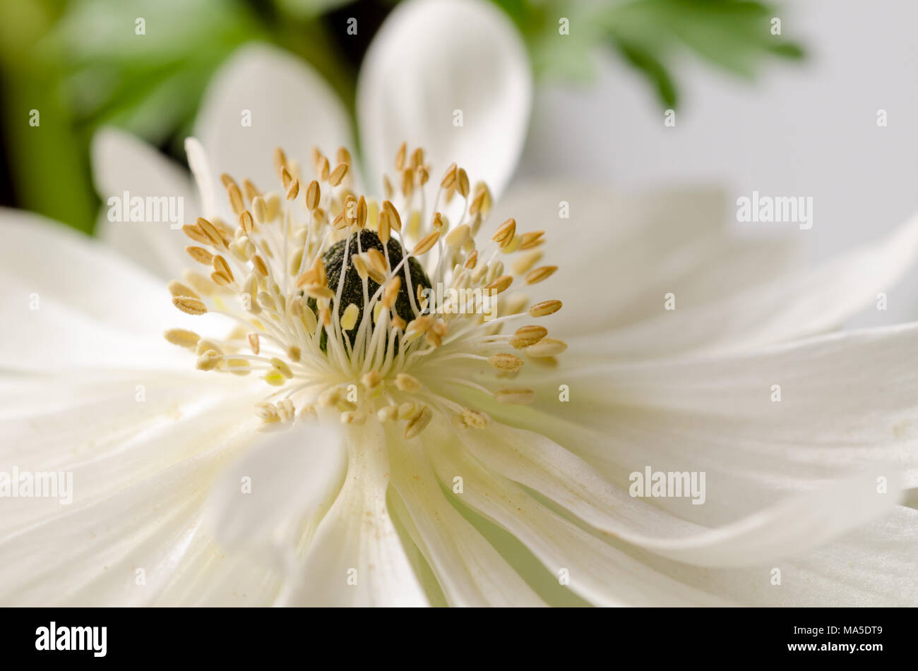 Schöne weiße Anemonen, Nahaufnahme, Makro, Frühling Blumen. Stockfoto