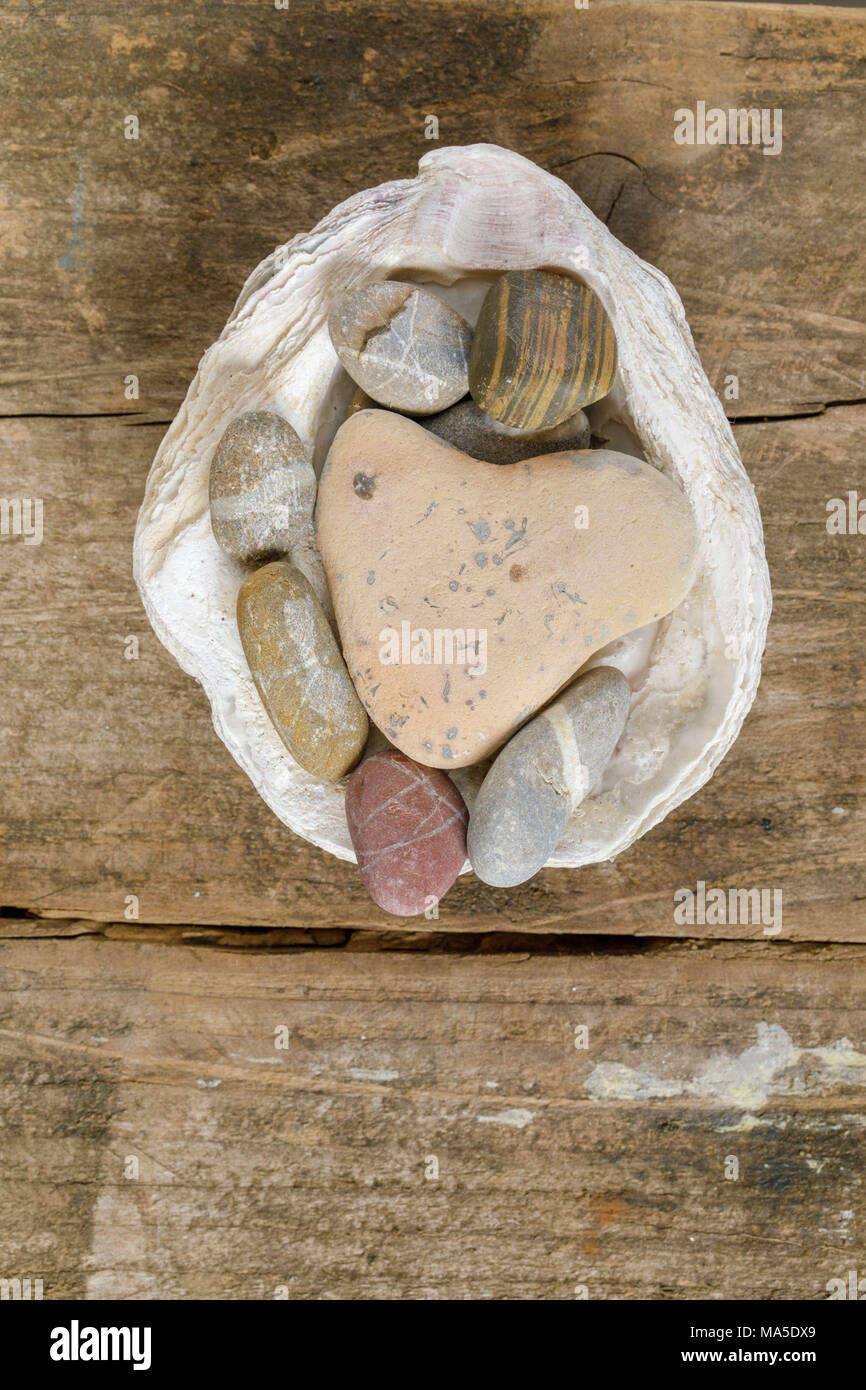 Herzförmigen Stein auf Shell, Stillleben, Holz- boden Stockfoto