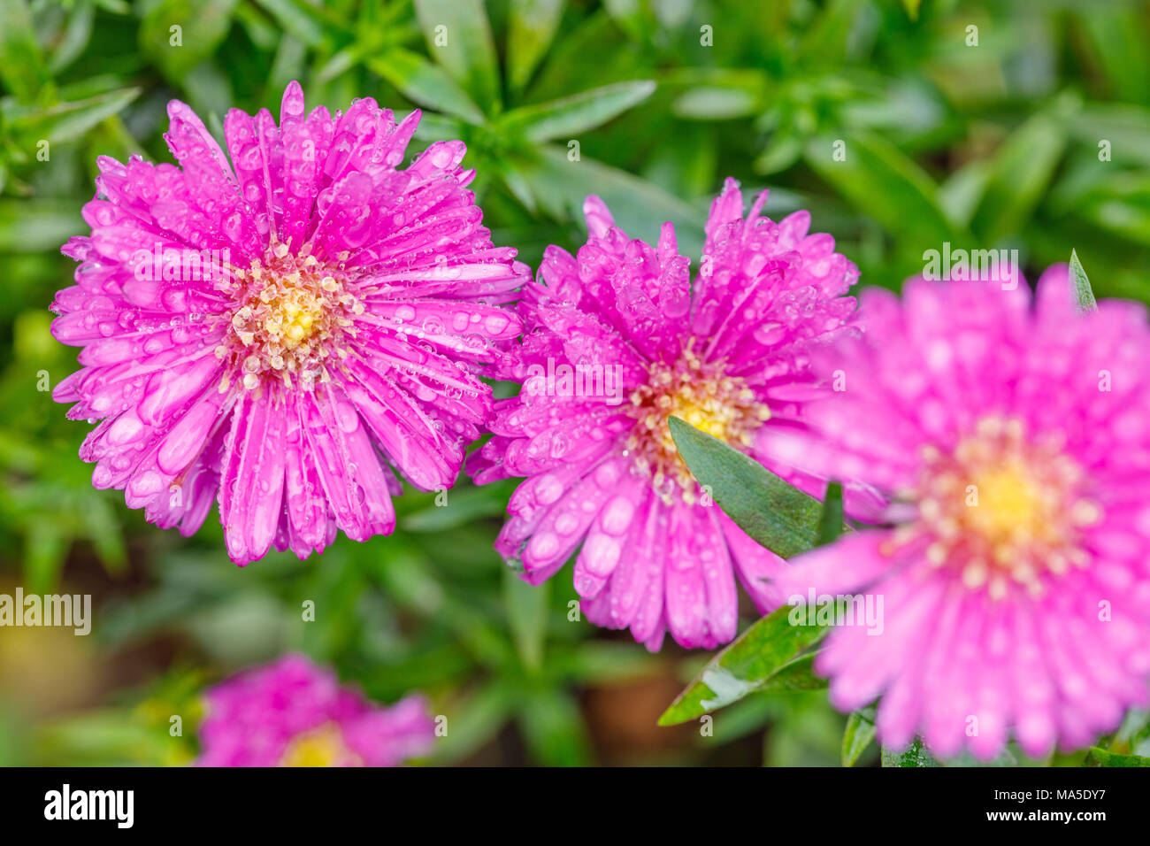 Michaelmas Daisy, Nahaufnahme, gefüllte Blüten Stockfoto