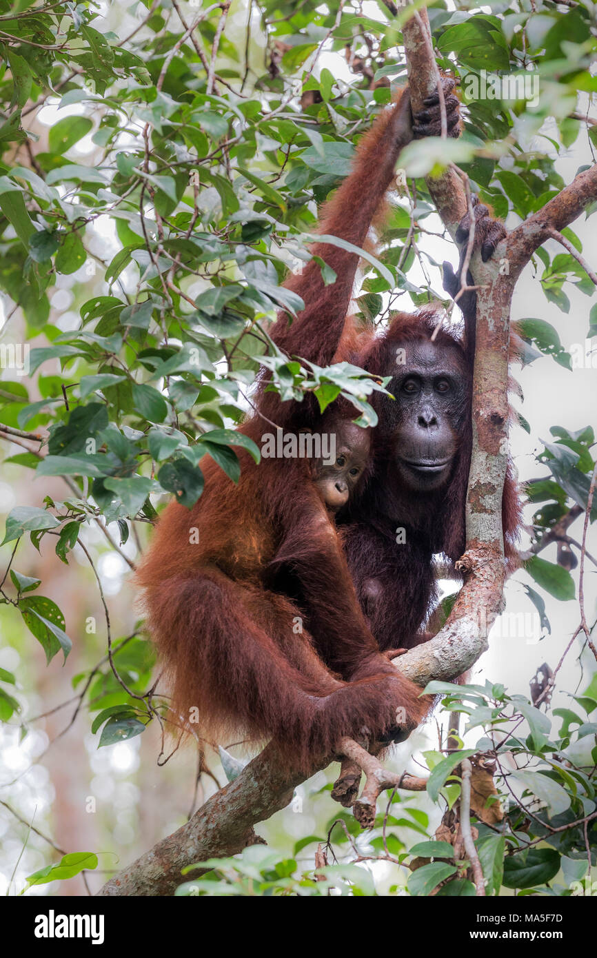 Bornesischen Orang-utan, Pongo pygmaeus, Tanjung Puting Nationalpark, Zentralkalimantan, Borneo, Indonesien, Asien Stockfoto