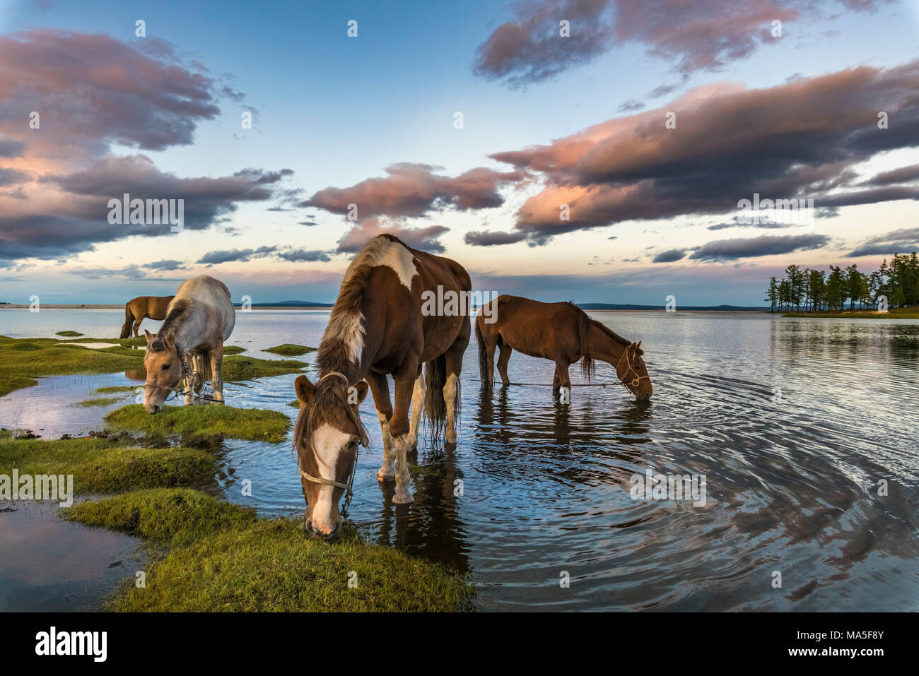 Pferde grasen und Trinkwasser aus Hovsgol See bei Sonnenuntergang. Provinz Hovsgol, Mongolei. Stockfoto