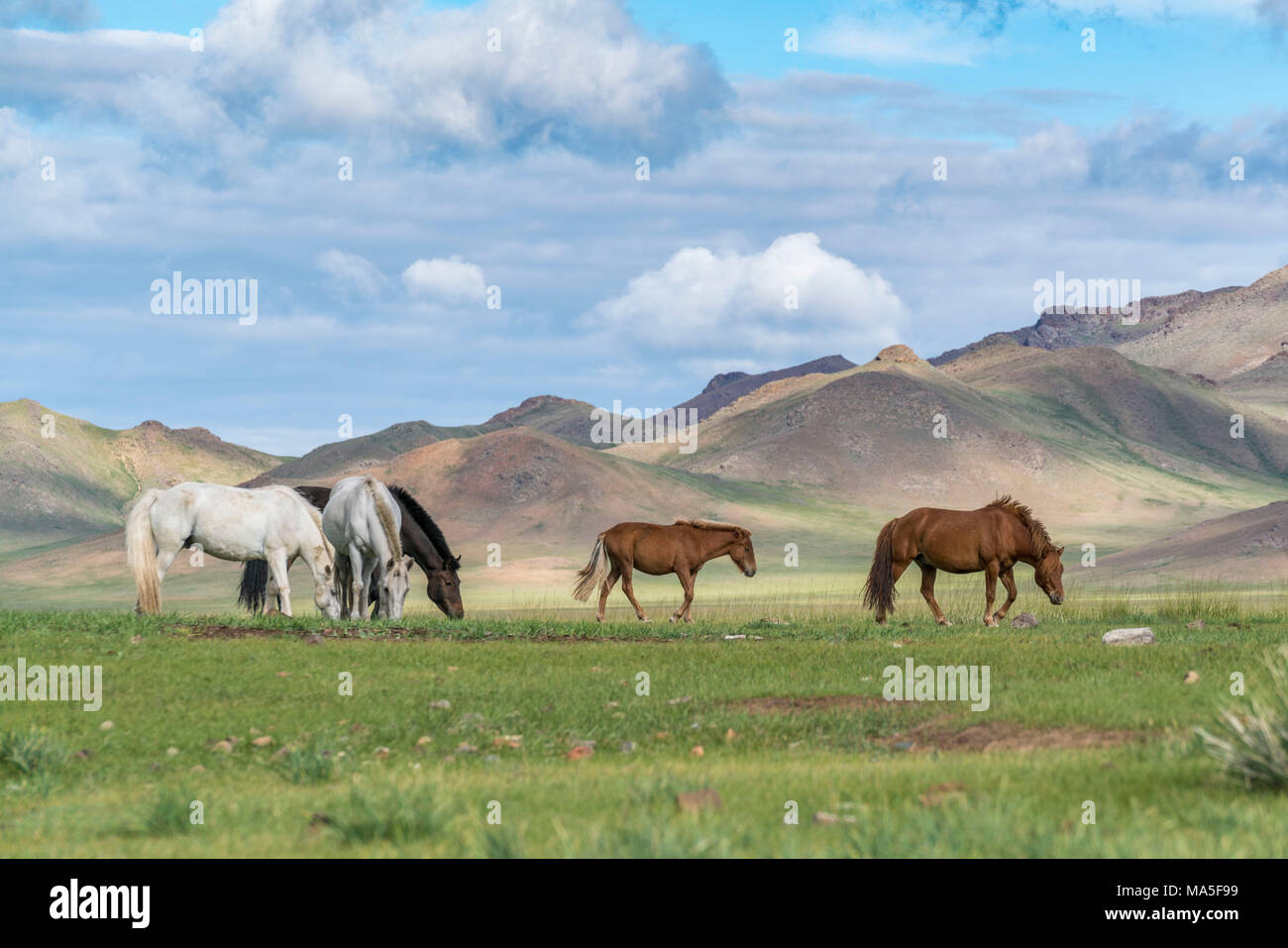 Wilde Pferde grasen und Khangai Gebirge im Hintergrund. Provinz Hovsgol, Mongolei. Stockfoto