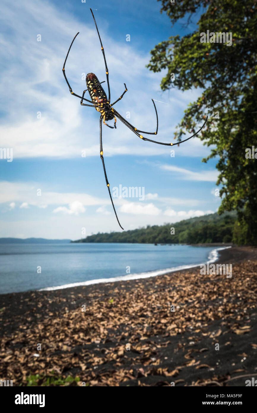 Northern golden orb Weaver, Nephila pilipes, Tangkoko National Park, Nord Sulawesi, Indonesien Stockfoto