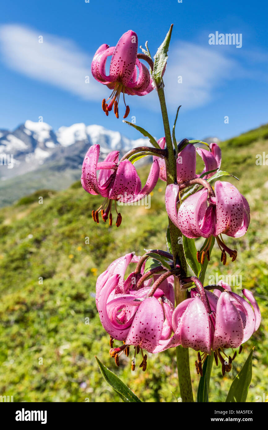 Nahaufnahme von Lilium martagon in voller Blüte, Val Dal Fain, Pontresina, Graubünden, Engadin, Schweiz Stockfoto