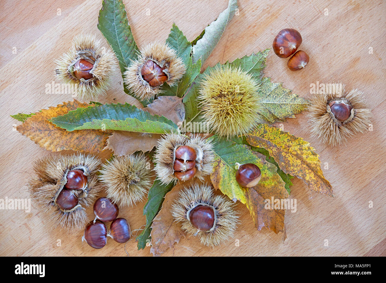 Stillleben mit Kastanien in einer Küche, Lombardei, Italienisch, Italien Stockfoto