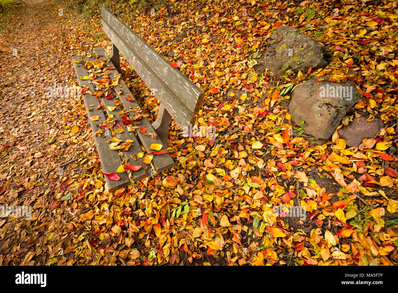 Eine emotionale Momentaufnahme der Herbst mit einer Bank und einem Teppich aus farbige Blätter, Provinz Bozen, Südtirol, Trentino Alto Adige, Italien Stockfoto