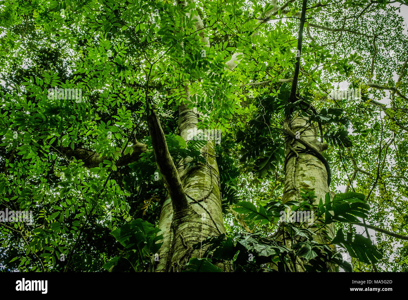 Überwucherten Baum im Dschungel - Suchen im Wald / Regenwald Stockfoto