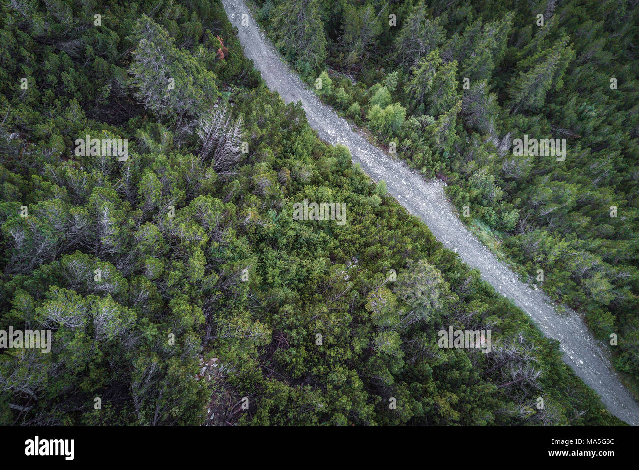 Grüne Wälder, Entova Alp, malenco Tal, Provinz Sondrio, Valtellina, Lombardei, Italien Stockfoto