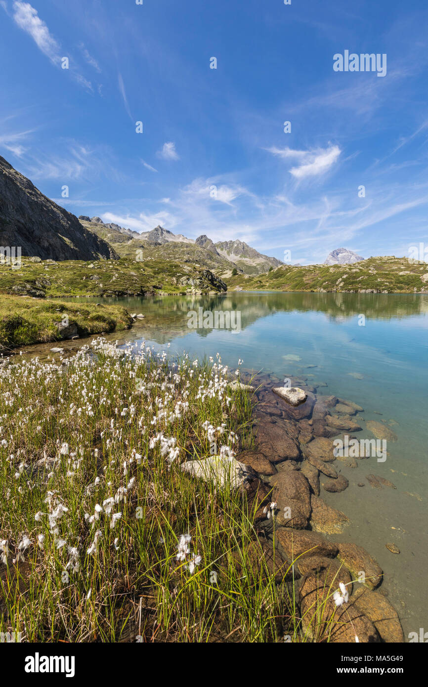 Wildblumen am Ufer des alpinen See, Crap Alv Lejets, Albula, Kanton Graubünden, Schweiz Stockfoto