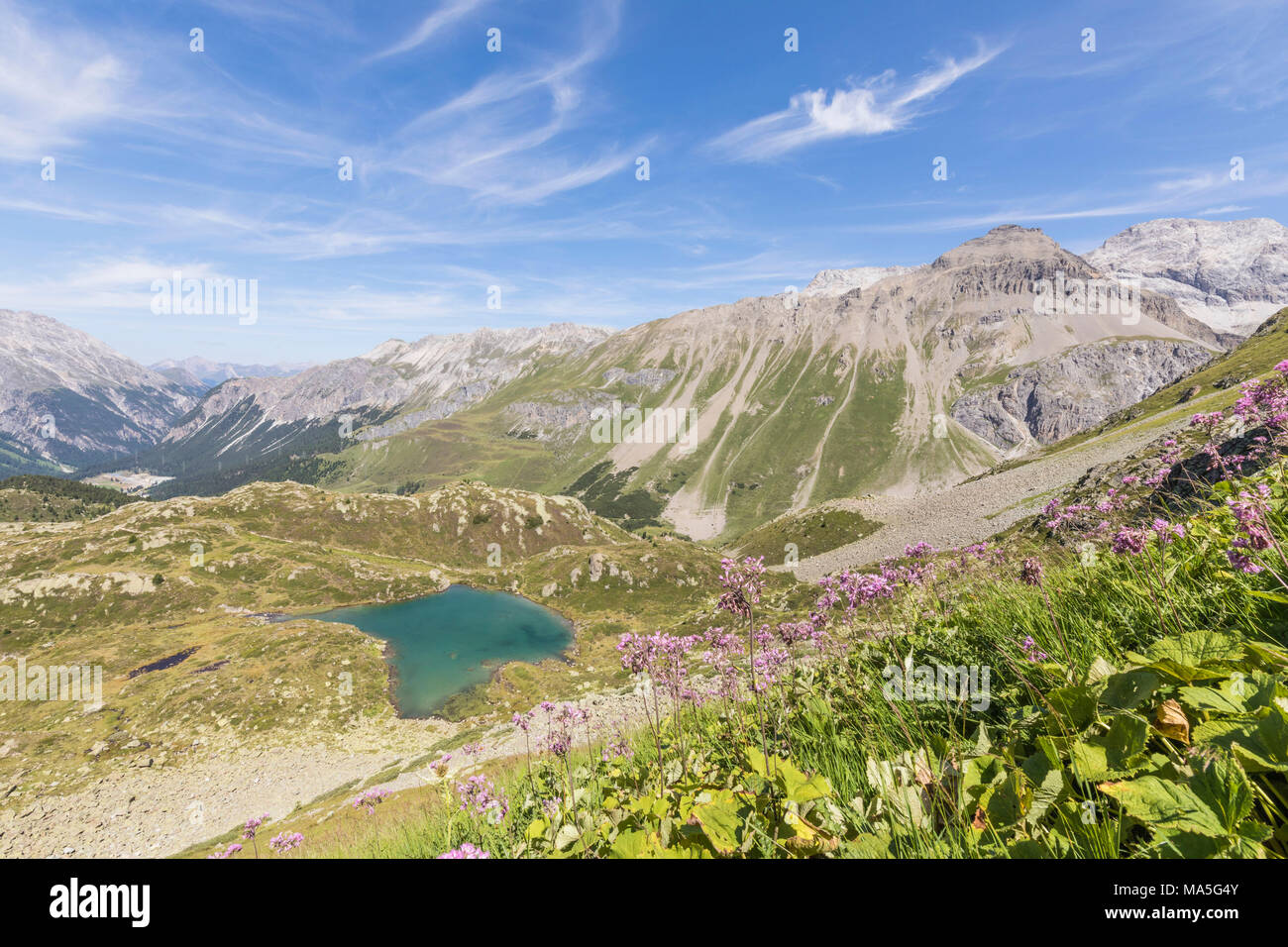 Wildblumen in der Umgebung des alpinen See, Crap Alv Lejets, Albula, Kanton Graubünden, Schweiz Stockfoto