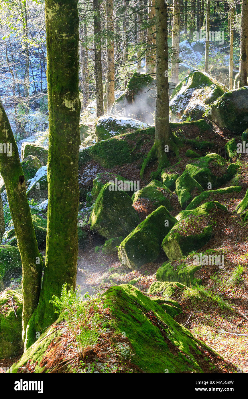 Wärme von der Sonne schmilzt der Schnee kistenverpackung Dampf puffs im Wald. Bagni di Masino, Valmasino, Lombardei, Italien. Stockfoto