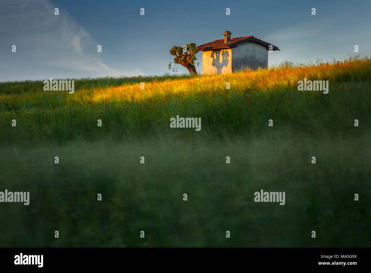 Erwachen der Felder mit Lichtfleck auf eine Hütte, in der Provinz Como, Lombardei, Italien, Europa Stockfoto