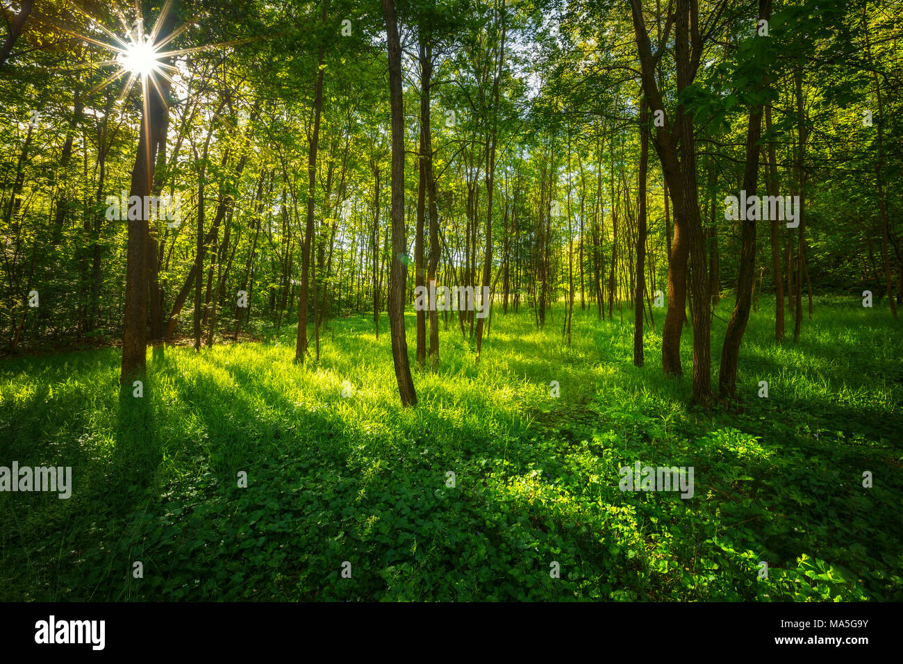 Sunbeam in den Wäldern der Provinz Como, Lombardei, Italien, Europa Stockfoto
