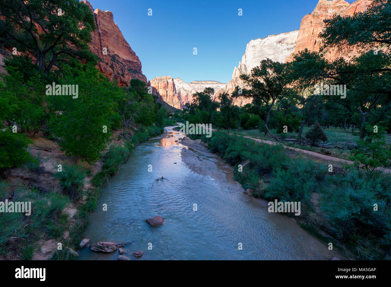 Virgin River, Zion National Park, Springdale, Utah, USA Stockfoto