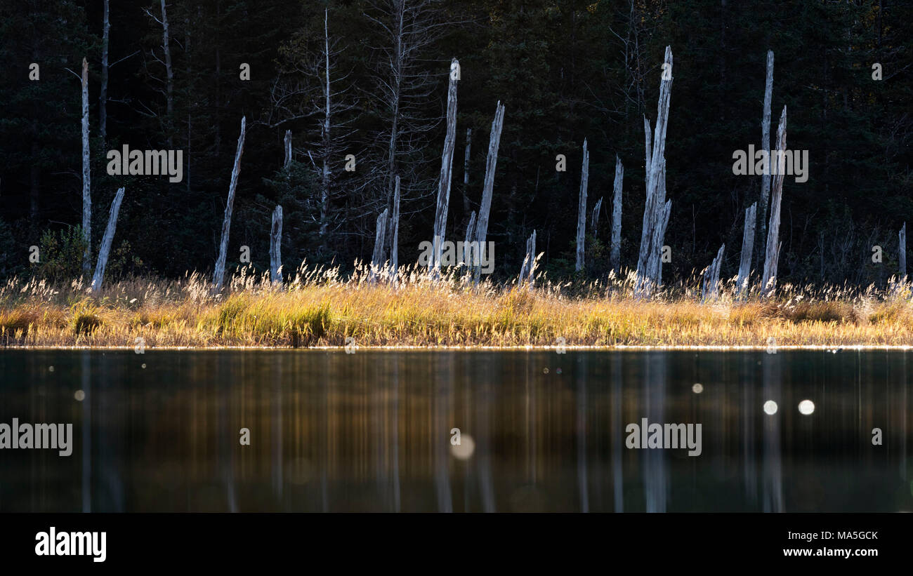 Kenai Halbinsel, Alaska, Vereinigte Staaten von Amerika, usa, Nordamerika Stockfoto