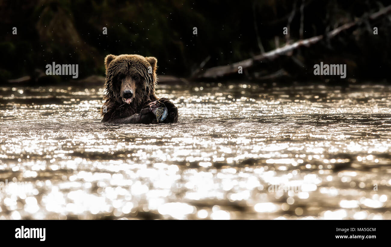 Braunbär (Ursus arctos), alascensis Brooks River, Katmai National Park, Alaska Peninsula, westlichen Alaska, Vereinigte Staaten von Amerika Stockfoto