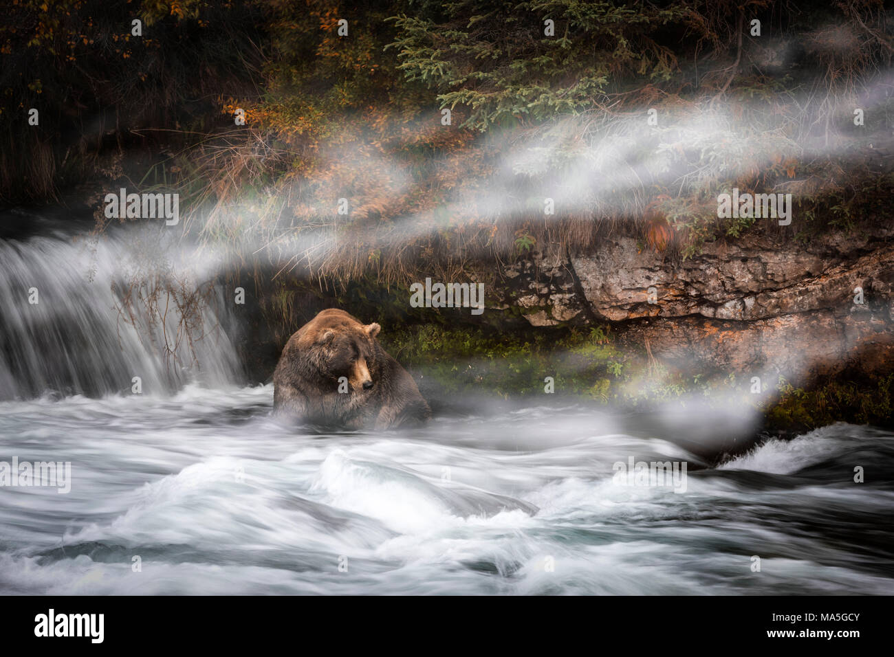 Braunbär (Ursus arctos), Brooks alascensis fällt, Katmai National Park, Alaska Peninsula, westlichen Alaska, Vereinigte Staaten von Amerika Stockfoto