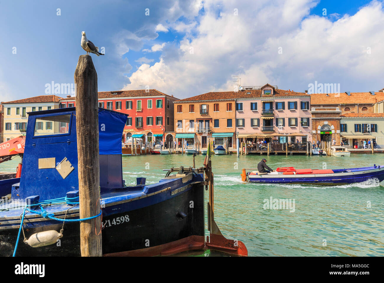 Möwe, die in den Kanal, während ein Fischerboot übergeben wird. Murano, Venedig, Venetien, Italien. Stockfoto