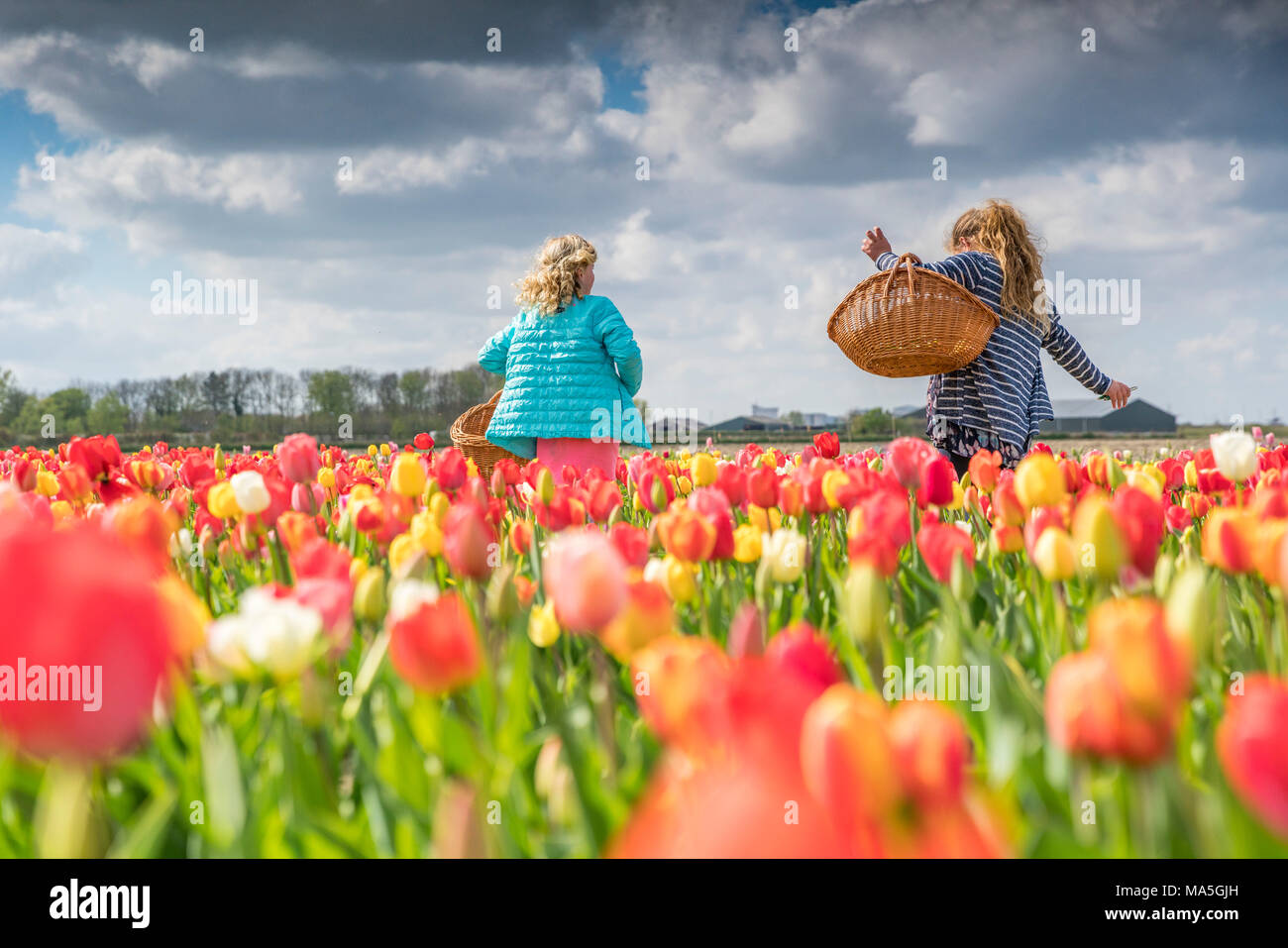 Zwei blonde junge Frauen aufnehmen Tulpen in einem Feld. Yersekendam, Provinz Zeeland, Niederlande. Stockfoto