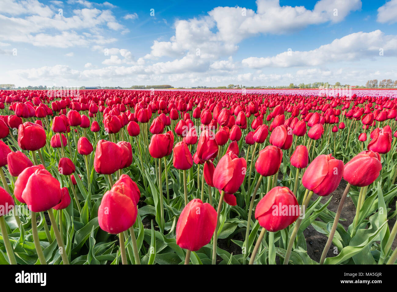 Rote Tulpen und Wolken im Himmel. Yersekendam, Provinz Zeeland, Niederlande. Stockfoto