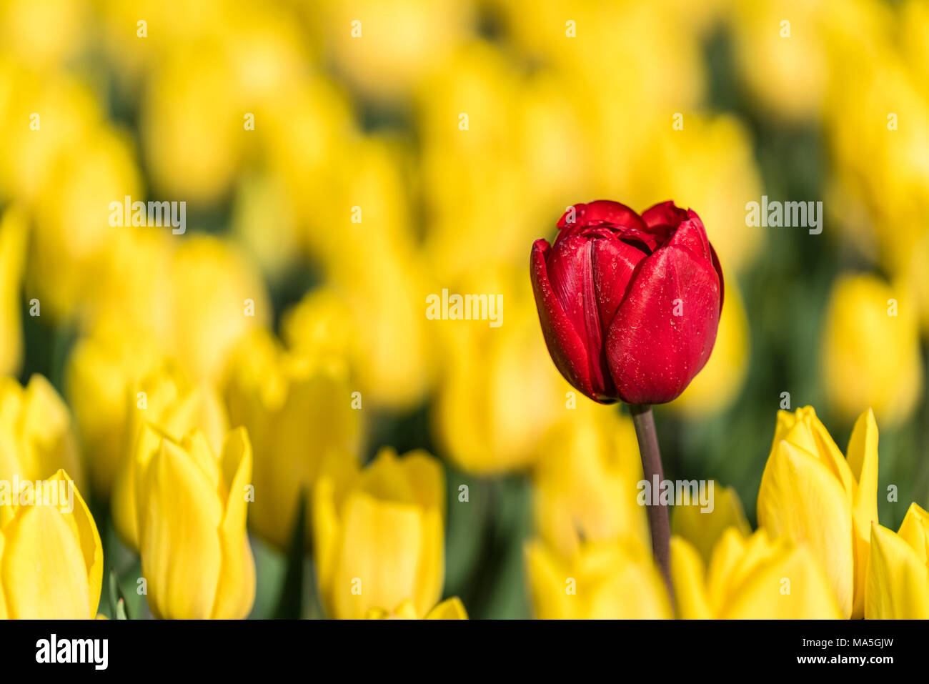 Rote Tulpe in einem Feld von gelben Tulpen. Yersekendam, Provinz Zeeland, Niederlande. Stockfoto