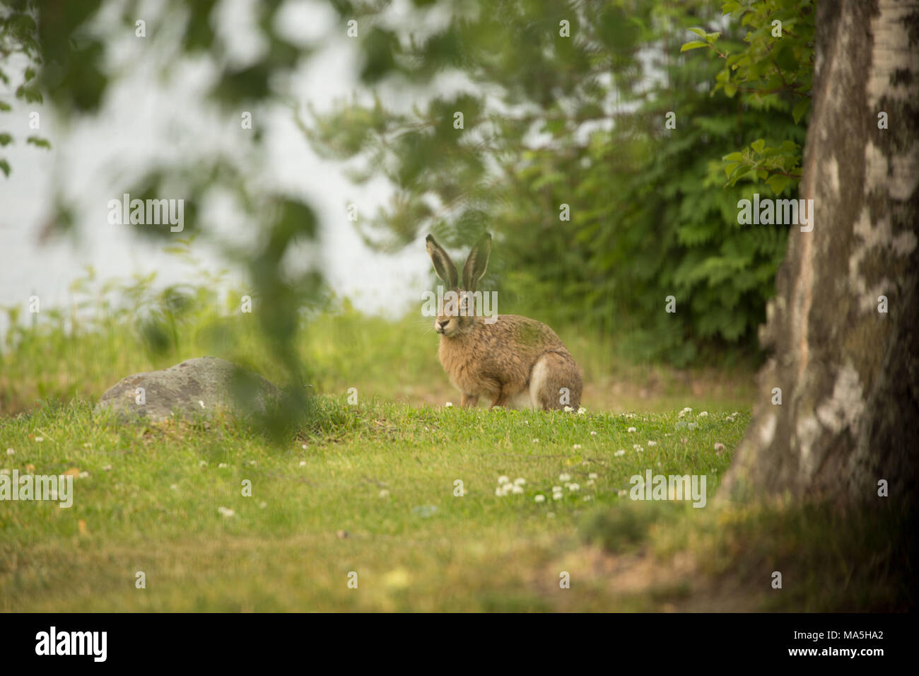 Europäische Hare (Lepus europaeus) im Gras sitzen, Finnland Stockfoto