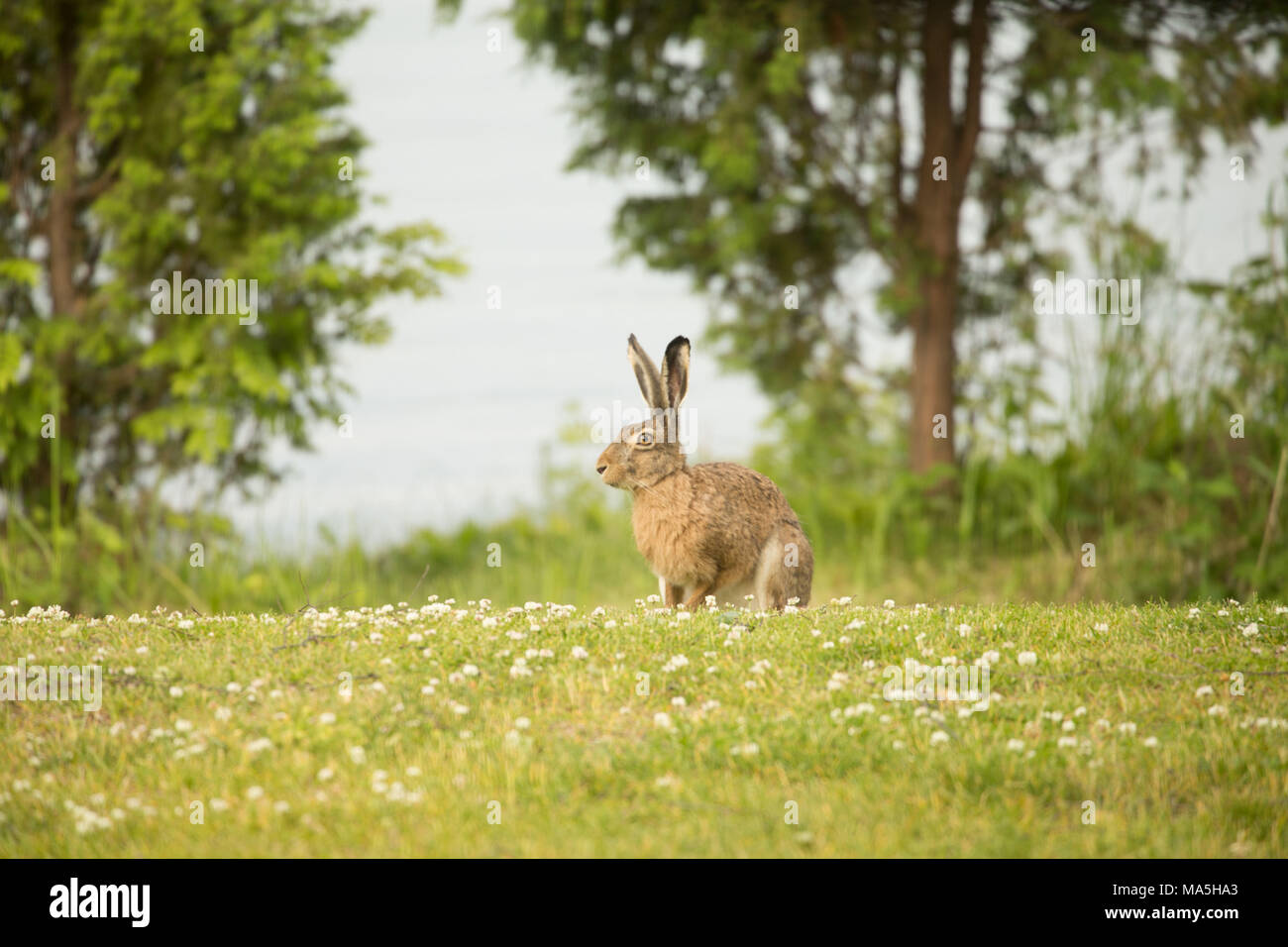 Europäische Hare (Lepus europaeus) im Gras sitzen, Finnland Stockfoto