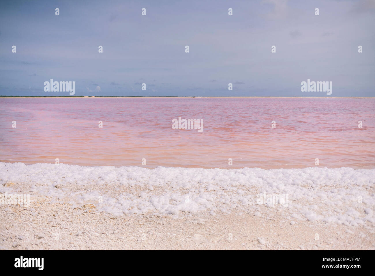 Pink salt lake und weißer Schaum auf Bonaire Insel Stockfoto