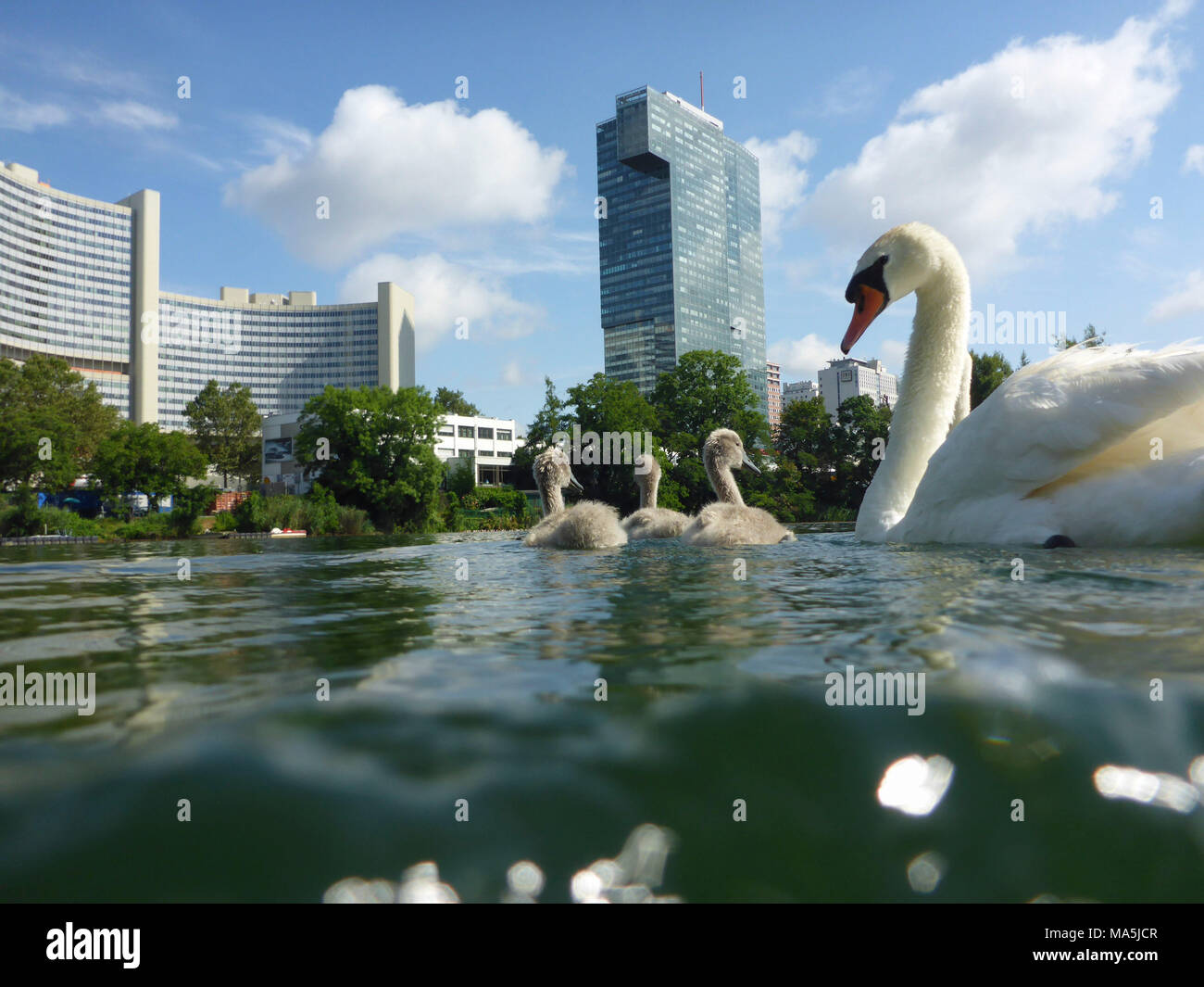 Wien, Wien, Familie der Höckerschwäne mit Cygnets (Cygnus olor) am See Tyrol, Vienna International Center (UNO), 22. Donaustadt, Wien, Österreich Stockfoto