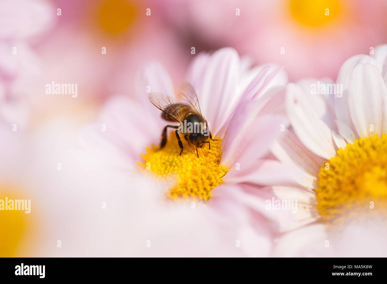 Chrysantheme Blume mit einer Biene im Garten Stockfoto