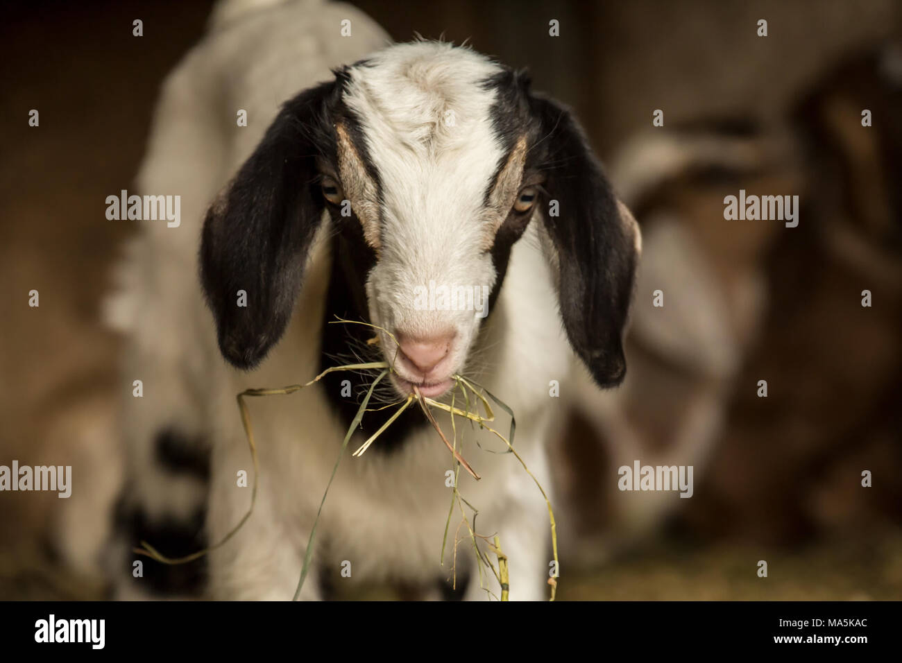 Zwölf Tage alten Mischling Nubian und Boer goat Kid essen Heu zum ersten Mal Stockfoto