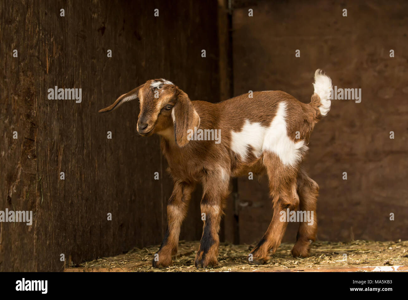 12 Tage alten Mischling Nubian und Boer goat Kid in einem offenen Bereich, in der Scheune posing Stockfoto
