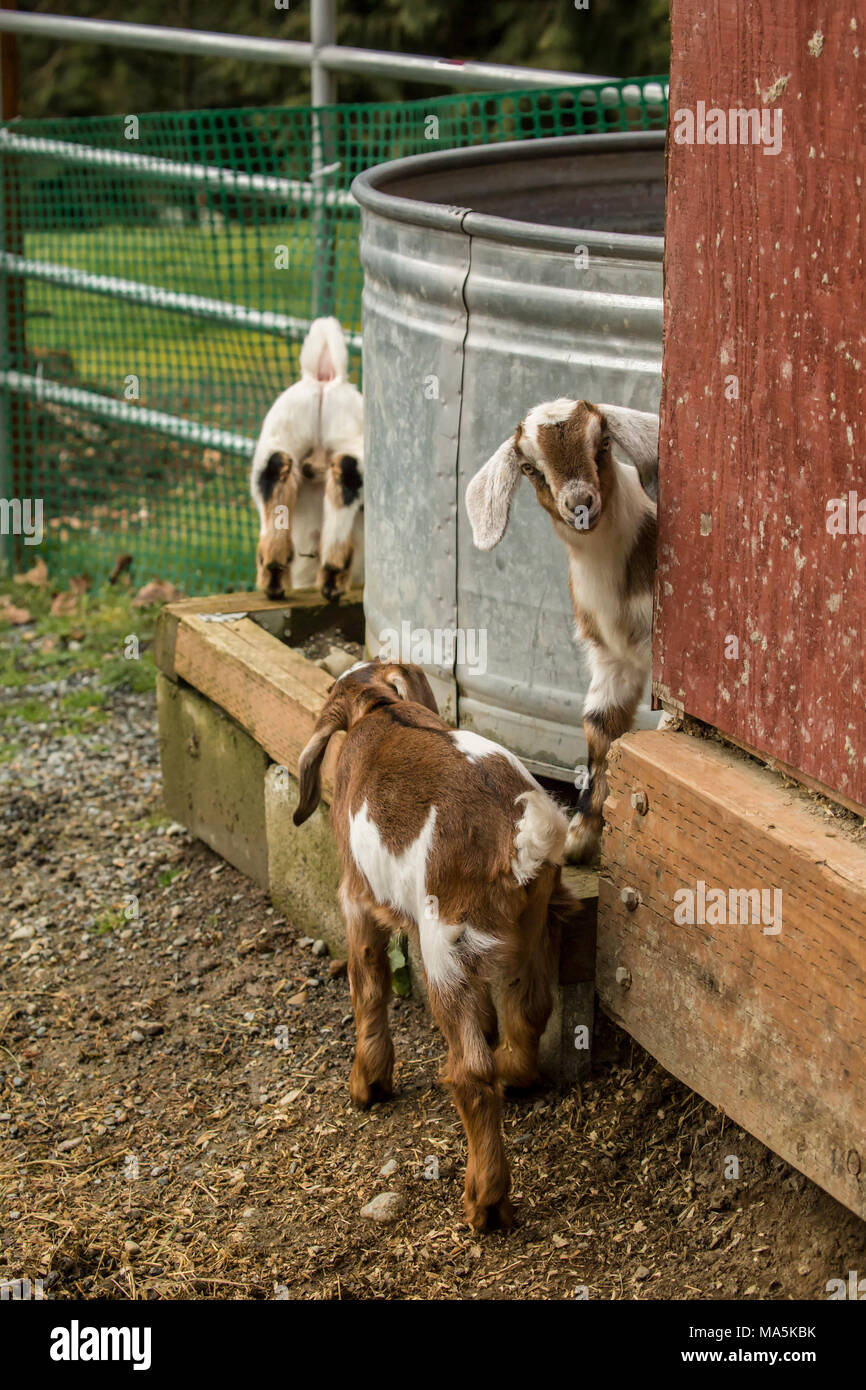 Issaquah, Washington, USA. 12 Tage alten Mischling Nubian und Boer goat Kinder erkunden außerhalb ihrer Scheune Stockfoto