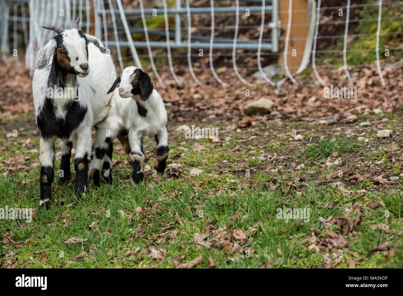 12 Tage alten Mischling Nubian und Boer goat Kind und Mutter in der Barnyard Stockfoto