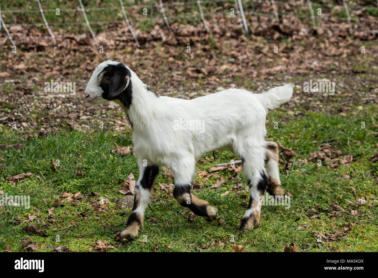 12 Tage alten Mischling Nubian und Boer goat Kid die Erkundung der Barnyard Stockfoto